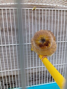 Kanariky gloster - 2