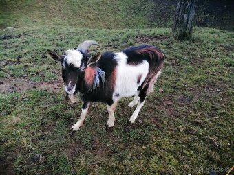 na predaj tohtoročný cap - 2