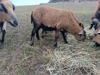 Kamerúnske ovce - 2