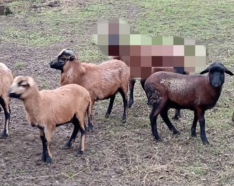 Kamerunske ovecky - 2