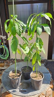 predám mladé rastliny avokádovníka - 2