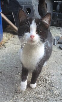 Darujeme 6-mesačné mačiatka - 2