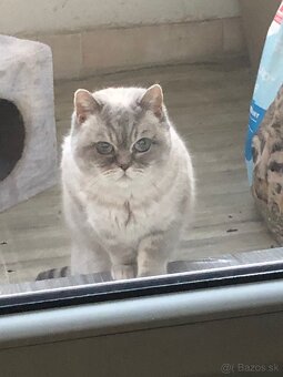 Britská colort point mačka - 2