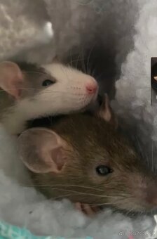 Predám potkany - 2