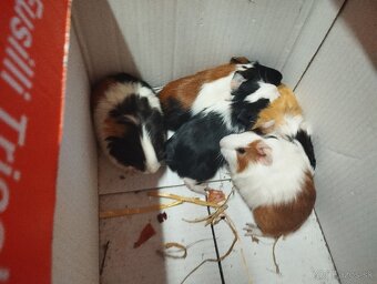 MORSKE. PRASIATKO - 2