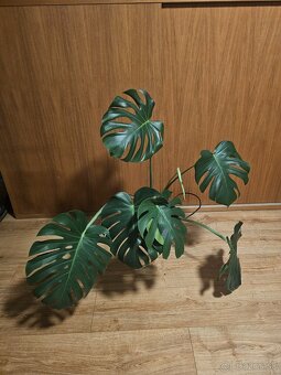 Monstera Deliciosa - 2