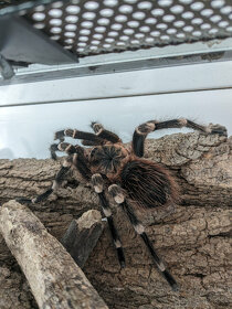 Predám dospelého pavúka samca Acanthoscuria Geniculata - 2