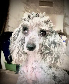 Maltipoo - 2