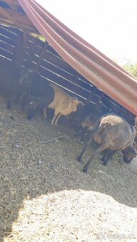 Oueessant Sheep / Mini-Ovečka / Ovca - 2