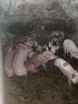 Prasce,odtstavčata - 2