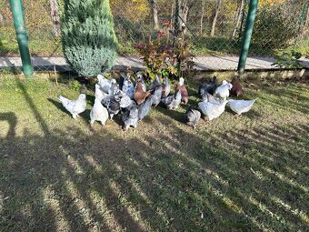 Predam holuby - americký king - 2