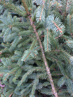 Čečina - smrek - 2