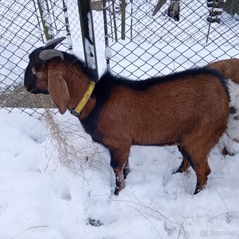 Cap anglonubijsky - 2