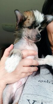 Čínský chocholatý pes - 2