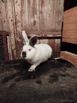 Nitriansky kralik - 2