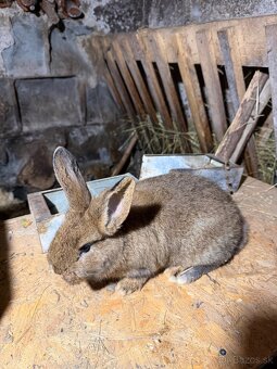 Králiky-Krížence mäsových plemien - 2