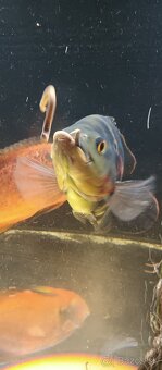 Cichlidy pavie ocellatus - 2