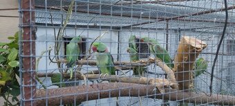 Alexander Veľký - 2