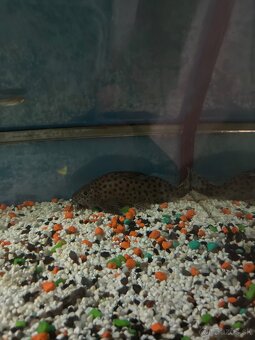 Petrovce škvrnitý - 2