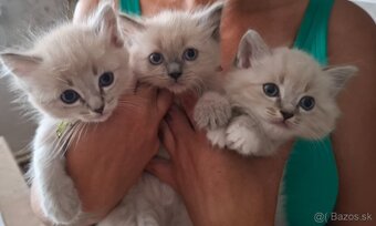 Čistokrvné Ragdoll mačiatka - 2