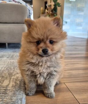 Nemecký špic- pomeranian - 2