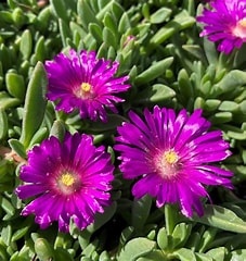 Delosperma - 2