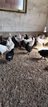 kohút Leghorn Maranska Vlaška - 2