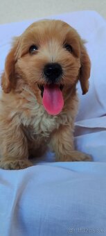 Micro Maltipoo - 2