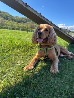 Krytie anglický kokerspaniel - 2