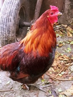 Predám kohúta araucana - 2