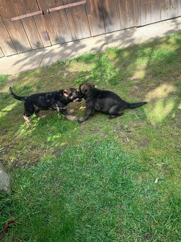 Nemecky ovčiaka - 2