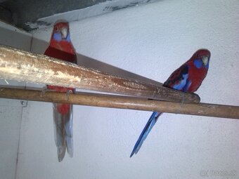 penant červený - 2