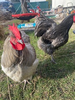 Predám Orpington a Wayndot kohúty - 2