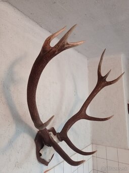 trofej,parohy,zhody,parozie - 2