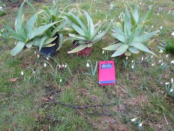 Prodám 50 rostlin léčivé Aloe vera - 2