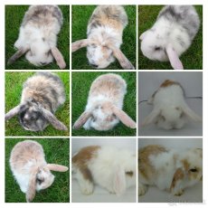 Zdrobnely/zakrsly králik - 2