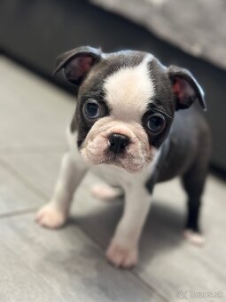 Boston Terrier - 2