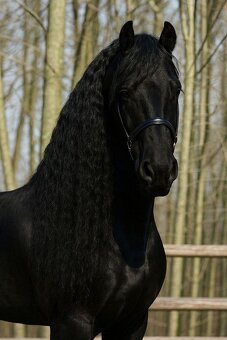 Frizsky kôň 🐎 - 2