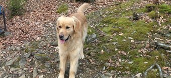 Zlatý retriever - 2