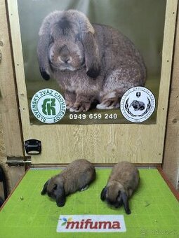 zdrobnené baranovité králiky (Madagaskar) 🐰 - 2
