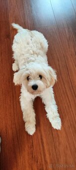 cavachon - 2