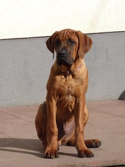 Tosa inu - krásný pejsek s PP - 2