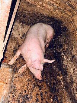 Prasa/ošípané - 2