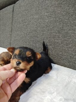 Yorksirsky terrier, Yorkshire teriér, Čoko York - 2