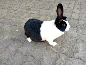 Šarišská samica - 2