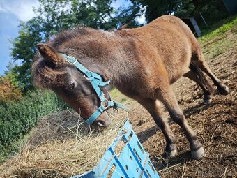 Predám poníka - 2