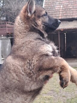 Nemecký ovčiak - 2