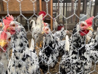 Predám NV Vlaška Exchequer - 2