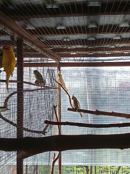 Predám korele a kakariky - 2