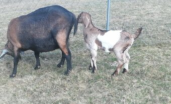 Anglonubijsky capko - 2